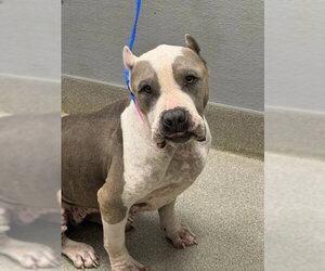 American Staffordshire Terrier-Unknown Mix Dogs for adoption in Las Vegas, NV, USA