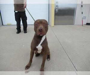 American Staffordshire Terrier-Unknown Mix Dogs for adoption in Louisville, KY, USA