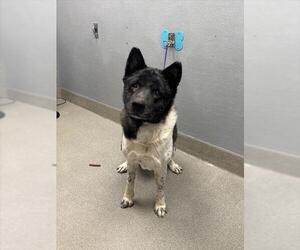 Akita-Unknown Mix Dogs for adoption in Las Vegas, NV, USA
