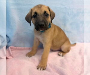 American Staffordshire Terrier-Labrador Retriever Mix Dogs for adoption in Lakewood, CO, USA