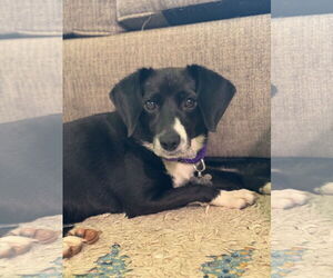 Beagle-Unknown Mix Dogs for adoption in Holly Springs, NC, USA