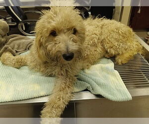 Poodle (Standard)-Unknown Mix Dogs for adoption in Downey, CA, USA