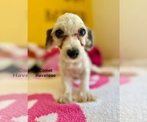 Havanese Dogs for adoption in Studio City, CA, USA