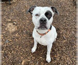American Pit Bull Terrier-Unknown Mix Dogs for adoption in McKinleyville, CA, USA