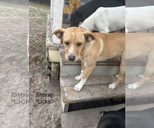 Labrador Retriever-Unknown Mix Dogs for adoption in Melrose, FL, USA