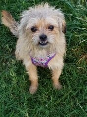 Brussels Griffon-Cairn Terrier Mix Dogs for adoption in Spring, TX, USA