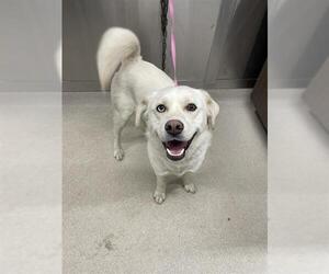 Huskies -Unknown Mix Dogs for adoption in Fairbanks, AK, USA