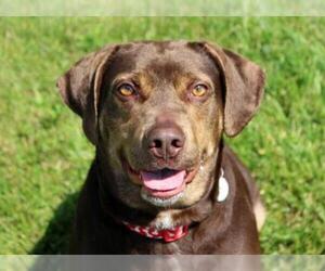 Lab-Pointer Dogs for adoption in Fort Wayne, IN, USA