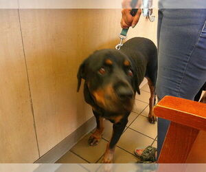 Rottweiler Dogs for adoption in Ocala, FL, USA