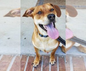 Labrador Retriever-Unknown Mix Dogs for adoption in Tarrytown, GA, USA