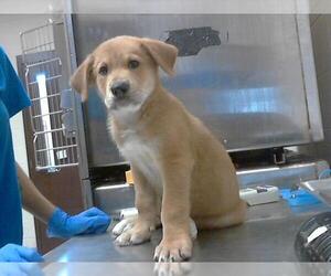 Great Pyrenees-Rottweiler Mix Dogs for adoption in Fayetteville, NC, USA