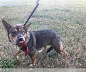 German Shepherd Dog-Unknown Mix Dogs for adoption in Baytown, TX, USA