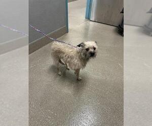Mutt Dogs for adoption in Las Vegas, NV, USA
