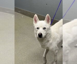 Siberian Husky-Unknown Mix Dogs for adoption in Las Vegas, NV, USA
