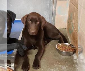 Labrador Retriever Dogs for adoption in Elkton, MD, USA