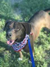 Labbe Dogs for adoption in Conway, AR, USA