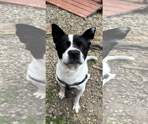 American Staffordshire Terrier-Unknown Mix Dogs for adoption in Cuyahoga Falls , OH, USA