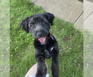 Poocan Dogs for adoption in Minneapolis, MN, USA
