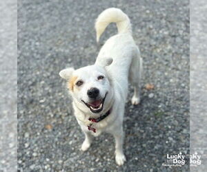 Colonial Cocker Spaniel-Unknown Mix Dogs for adoption in Washington, DC, USA