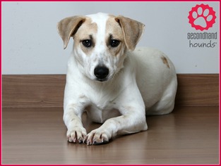 Pointer Dogs for adoption in Eden Prairie, MN, USA