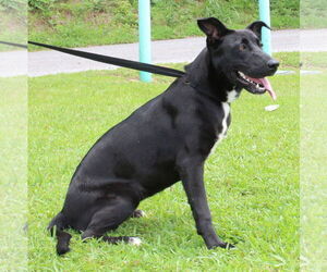 Mutt Dogs for adoption in Prattville, AL, USA