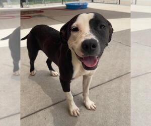 Mutt Dogs for adoption in Tulsa, OK, USA