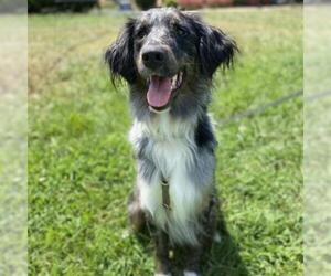 Border Collie Dogs for adoption in Cumming, GA, USA