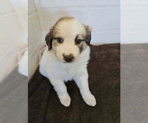 Border Collie-Unknown Mix Dogs for adoption in Agoura Hills, CA, USA