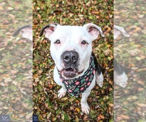 American Staffordshire Terrier-Unknown Mix Dogs for adoption in Lockport, NY, USA