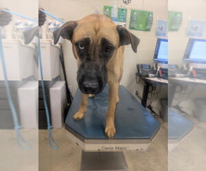 Mutt Dogs for adoption in Mobile, AL, USA