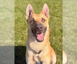 German Shepherd Dog Dogs for adoption in Woodland, CA, USA