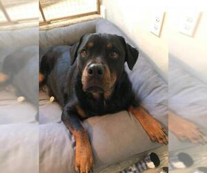 Rottweiler Dogs for adoption in Myrtle Beach, SC, USA