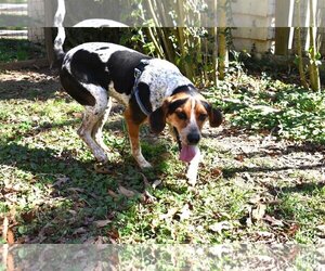 Bluetick Coonhound Dogs for adoption in Rowayton, CT, USA