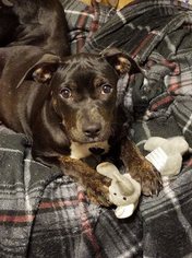 Rottweiler-American Pit Bull Terrier Dogs for adoption in Newcastle, OK, USA