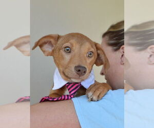 Chihuahua-Unknown Mix Dogs for adoption in McKinney, TX, USA