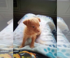 Chihuahua-Unknown Mix Dogs for adoption in Aurora, IN, USA