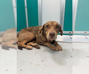 Mutt Dogs for adoption in Oklahoma City, OK, USA