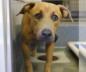 American Staffordshire Terrier-Unknown Mix Dogs for adoption in San Antonio, TX, USA