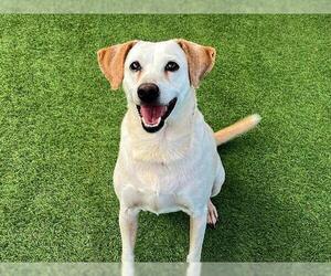 Beagle-Unknown Mix Dogs for adoption in Orange, CA, USA