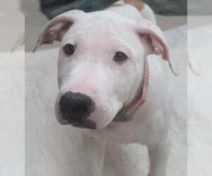 Bull Terrier Dogs for adoption in Oskaloosa, IA, USA