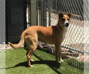 Sheprador Dogs for adoption in Phoenix, AZ, USA
