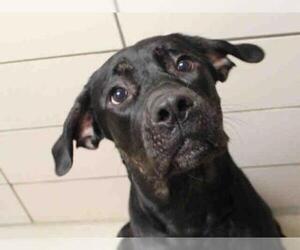 Mastiff Dogs for adoption in Fort Wayne, IN, USA