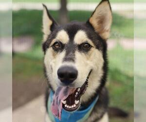 Siberian Husky Dogs for adoption in San Antonio, TX, USA