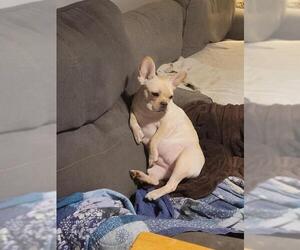 French Bulldog Dogs for adoption in Oak Bluffs, MA, USA