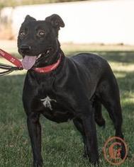 Labrador Retriever-Unknown Mix Dogs for adoption in Evergreen, CO, USA