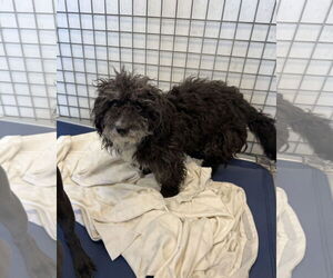 Maltese-Unknown Mix Dogs for adoption in Chico, CA, USA