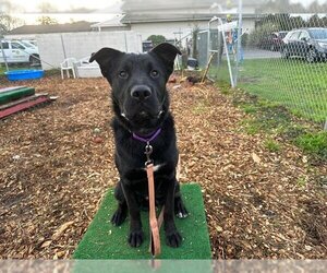 German Shepherd Dog-Unknown Mix Dogs for adoption in McKinleyville, CA, USA