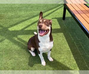 Mutt Dogs for adoption in Orange, CA, USA