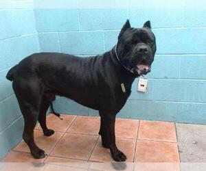 Mutt Dogs for adoption in Downey, CA, USA