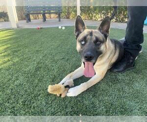 German Shepherd Dog Dogs for adoption in Corona, CA, USA